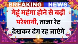 Wheat Price : दीपावली से पहले अचानक महंगा हुआ गेहूं, जानिए देश के मंडियों में गेहूं का ताजा रेट।